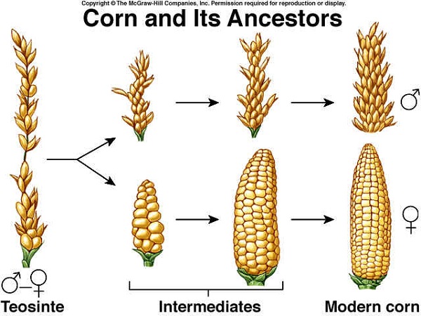 What Did Corn Look Like 1000 Years Ago