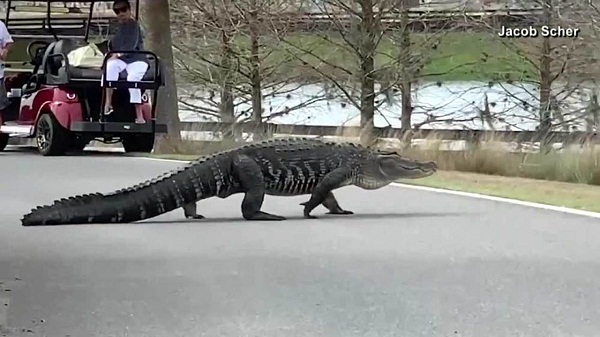 The new four-legged celebrity in Florida-A giant alligator named Larry ...