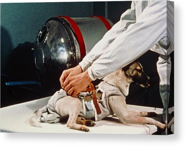 laika first dog in space