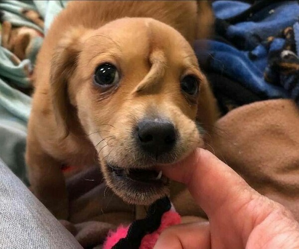 Is the extra tail on Narwhal the puppy’s forehead actually an ...