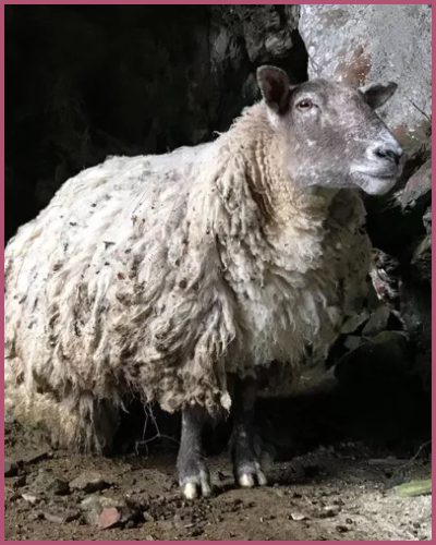 Farmers Rescue Britain’s Loneliest Sheep from Scottish Cliff After 2 Years of Solitude! – Married Biography